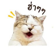 856426806