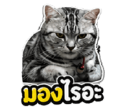 856433665