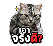 856433666