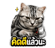 856433667