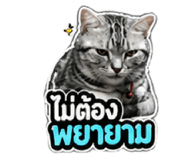 856433678
