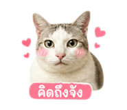 856433753