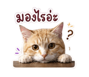 856435994