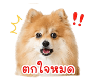 856436924