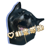 856445111