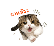 856463077