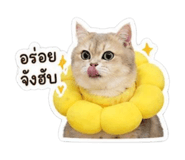 856464053