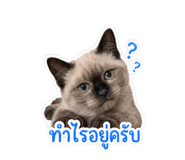 856464442