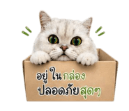 856464642