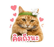 856464827