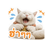 856464849