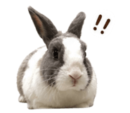 856465656