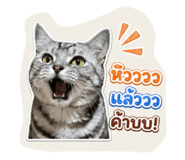 856476102