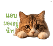 856477605