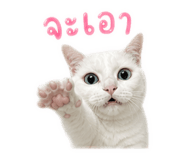 856479755