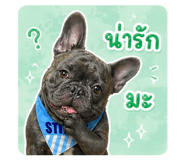 856482626