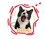 856482666
