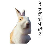 856487881
