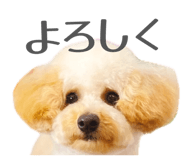 856489400