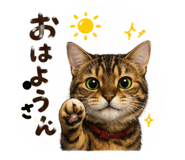 856587706