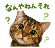 856587714