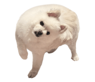 856590319