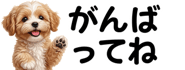 856591194