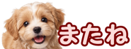 856591207
