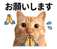 856592150