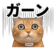856592154