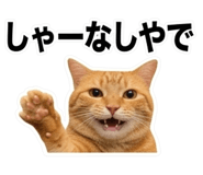 856592176