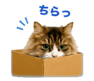 856597653