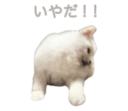 856600775