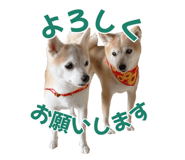 856601067