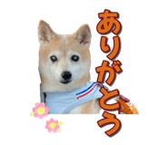856601077