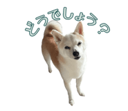 856601081