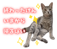 856602887