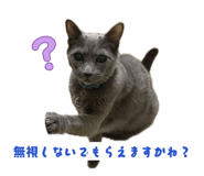 856604394