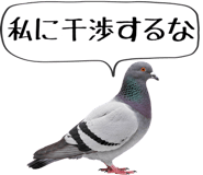 856605387
