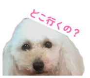 856621244
