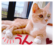 856630480