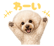 856635311
