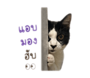 856636086