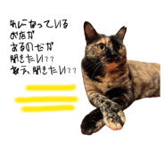 856636355