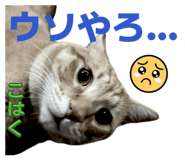 856637301