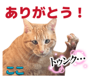 856637302