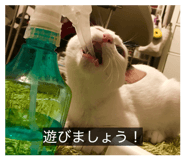 856637625