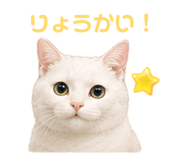 856654003