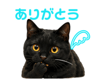 856654008