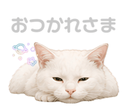 856654011